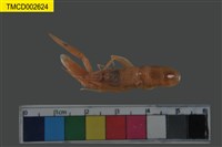 藏品(槍蝦科)的圖片